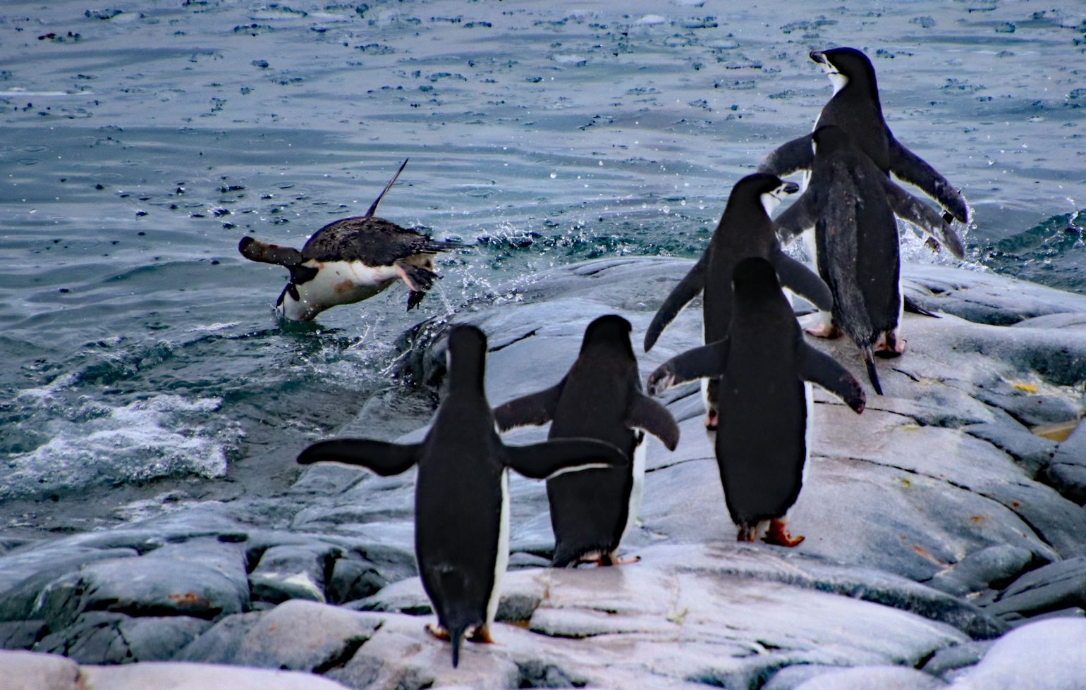 pinguins