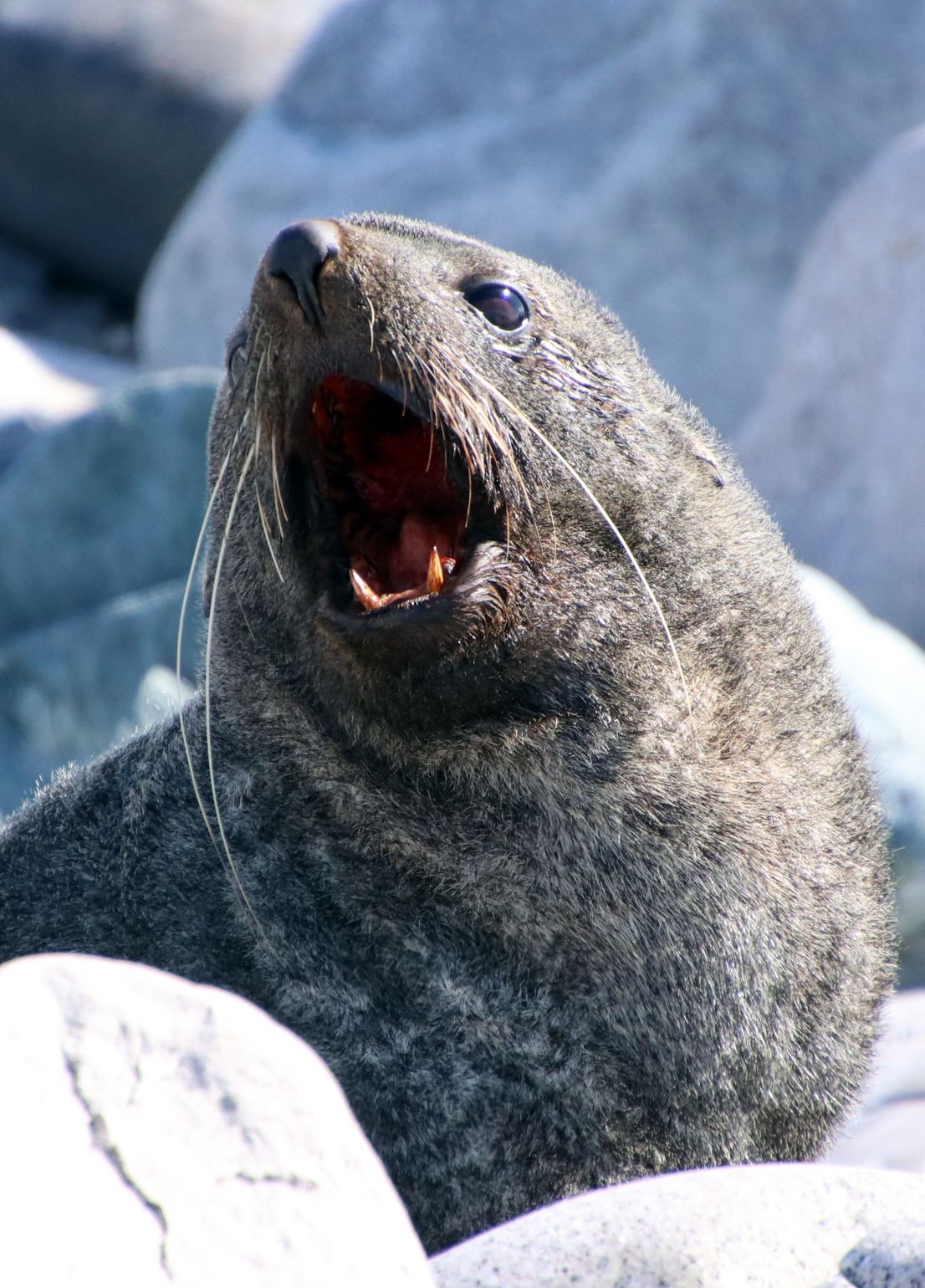zeehond
