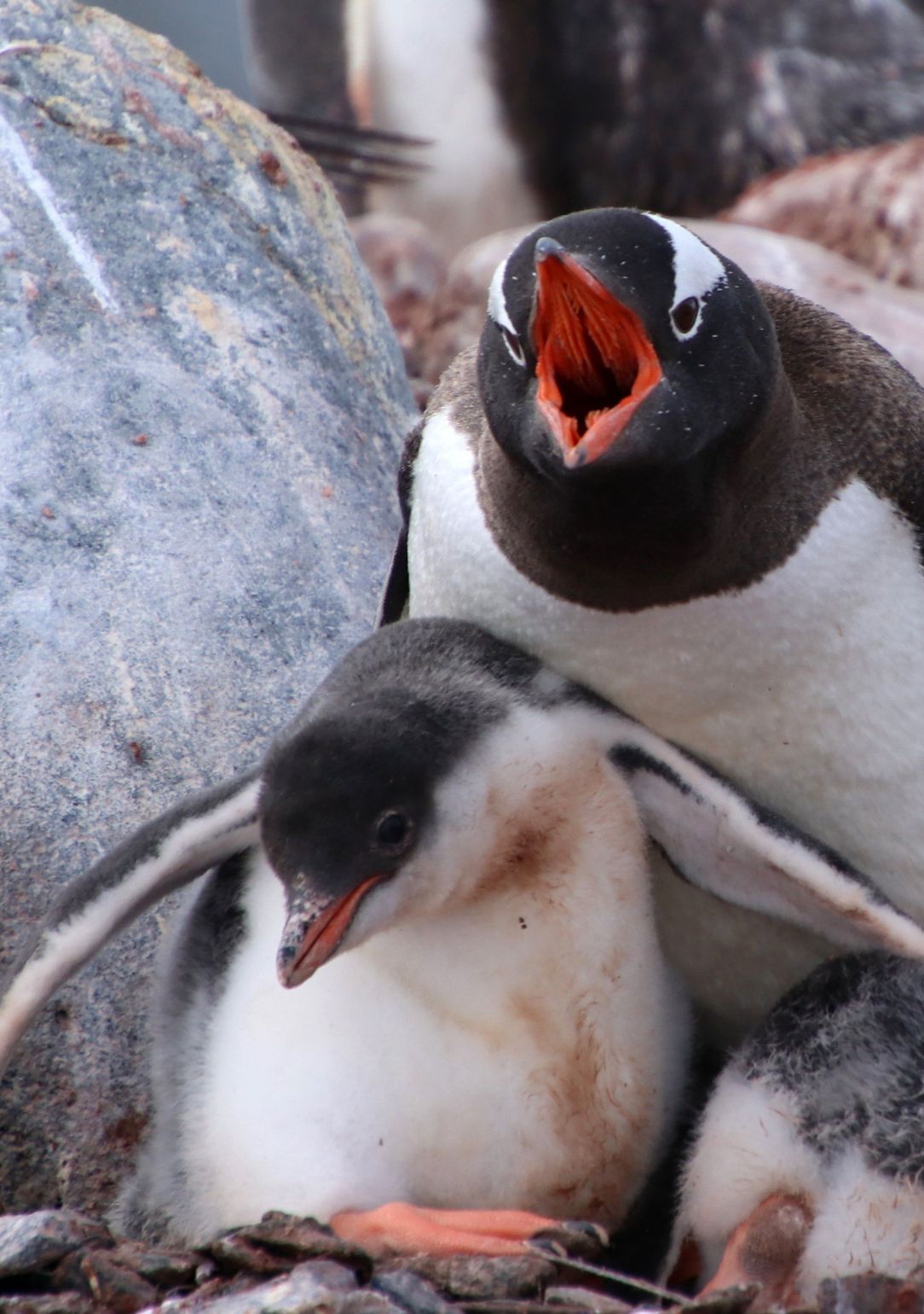 pinguins op antarctica