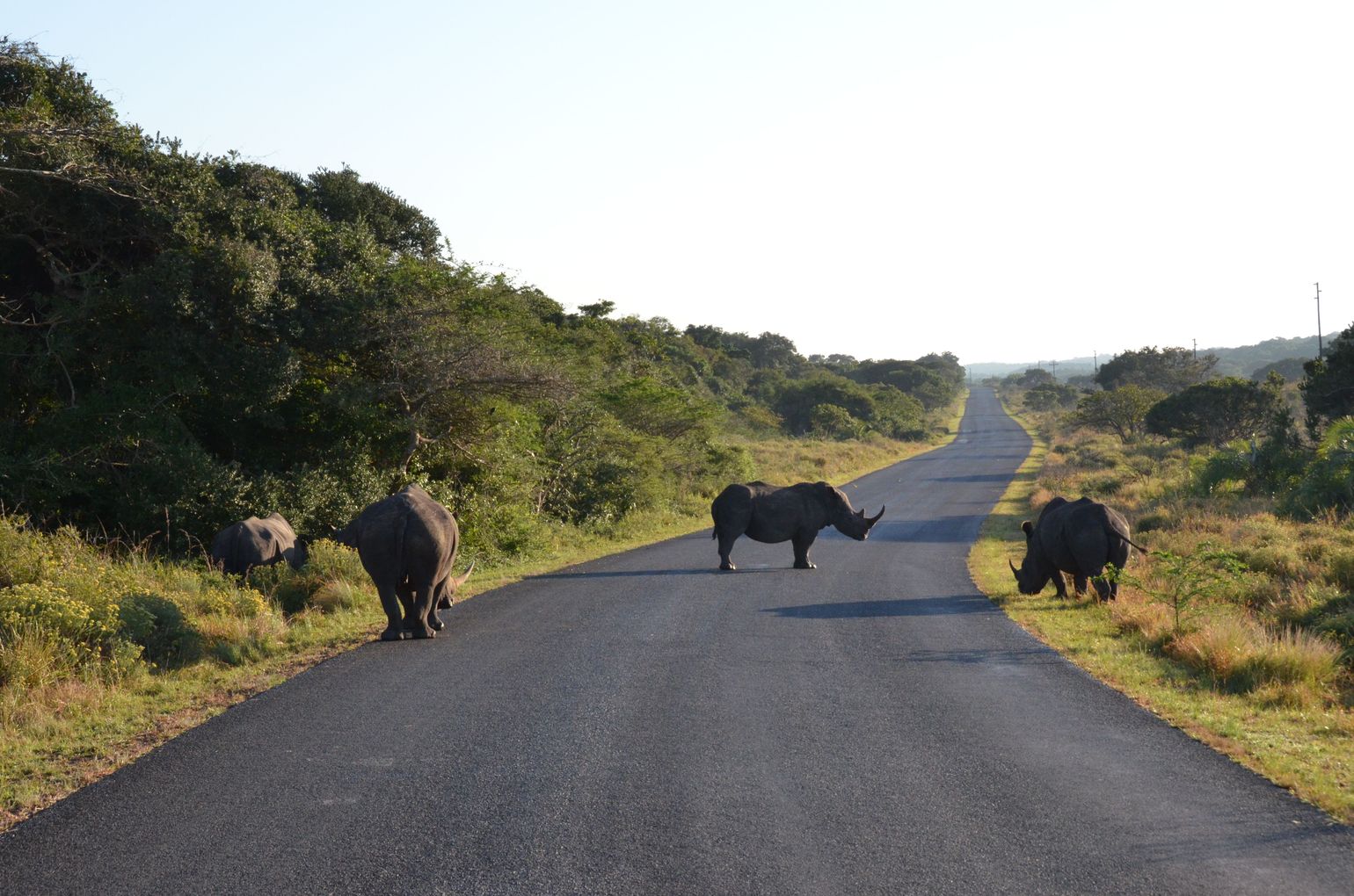 Neushoorns op de weg in een nationaal park