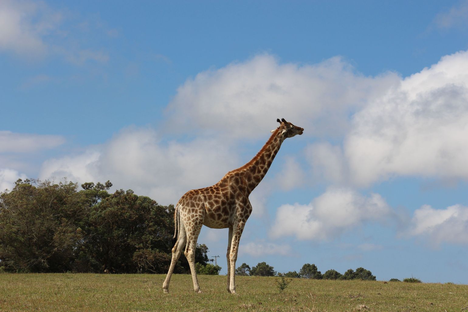Giraf op safari in Zuid-Afrika