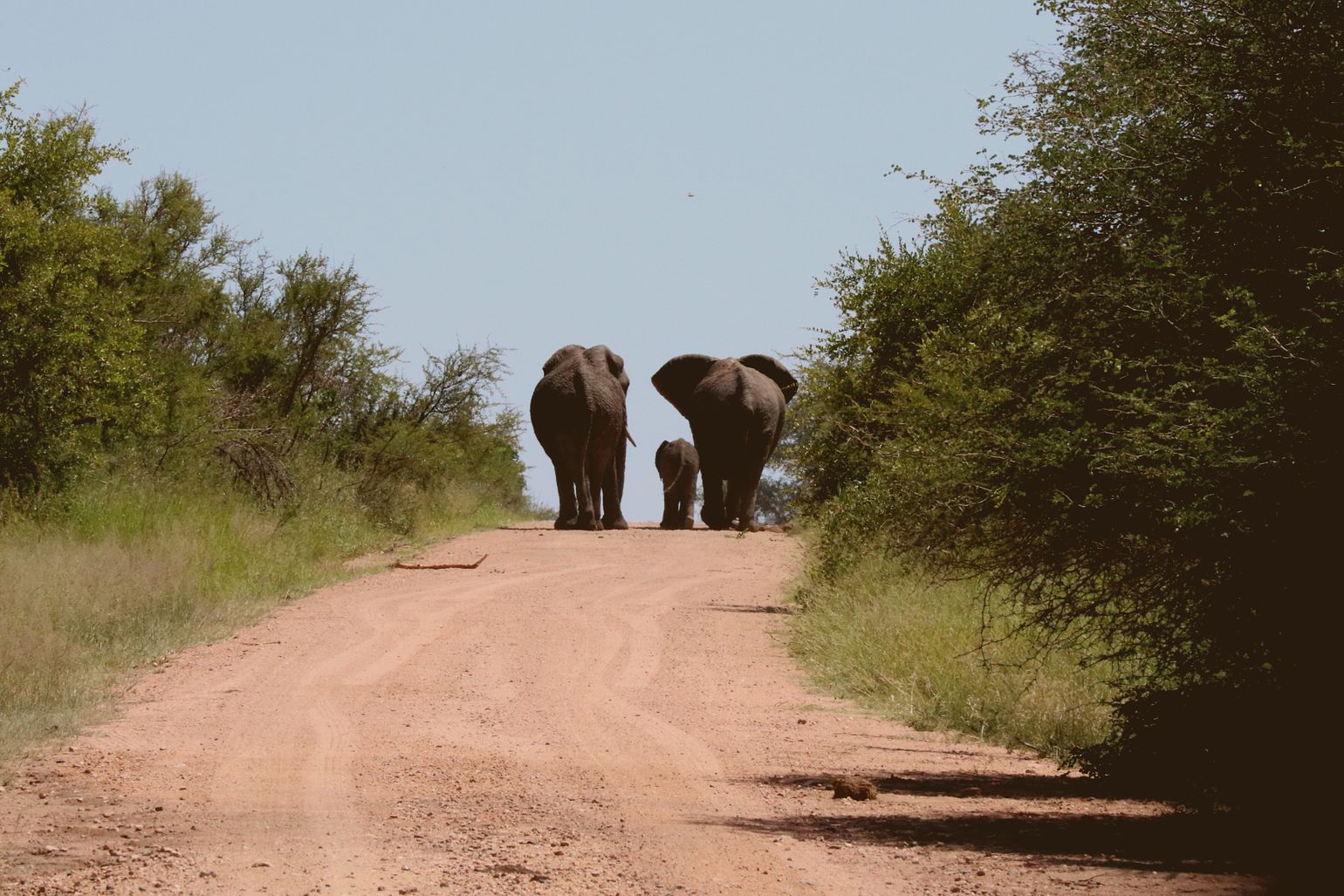 Olifanten in Kruger Nationaal Park