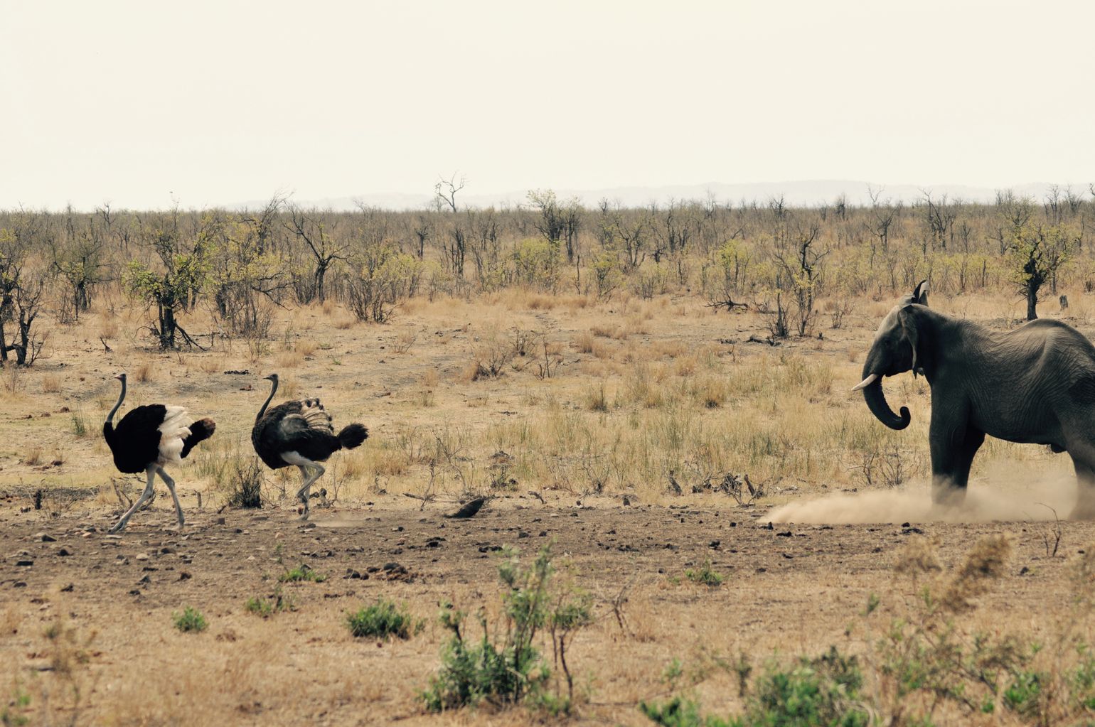 struisvogel en olifant op safari
