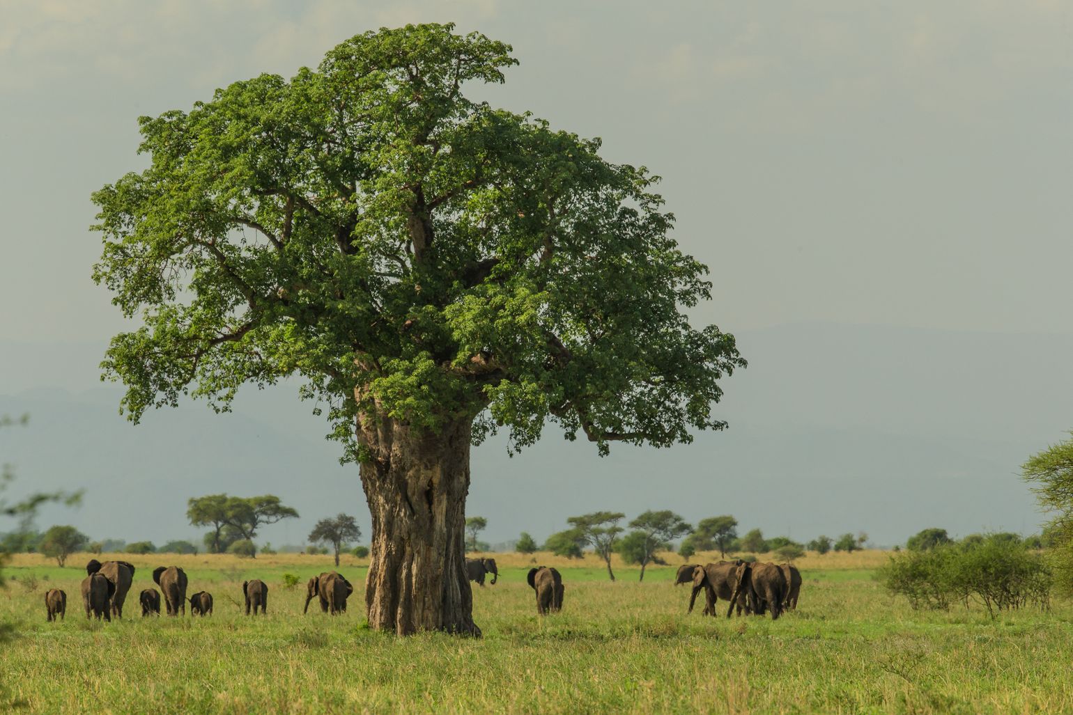 Tarangire national park tanzania