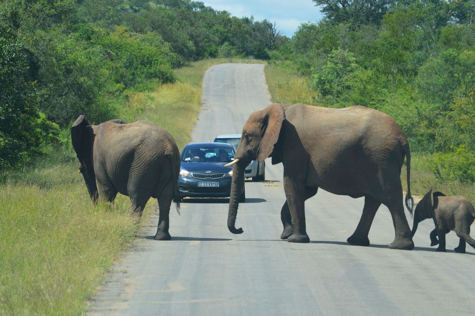 safari Big Five Afrika olifant Zuid-Afrika Kruger