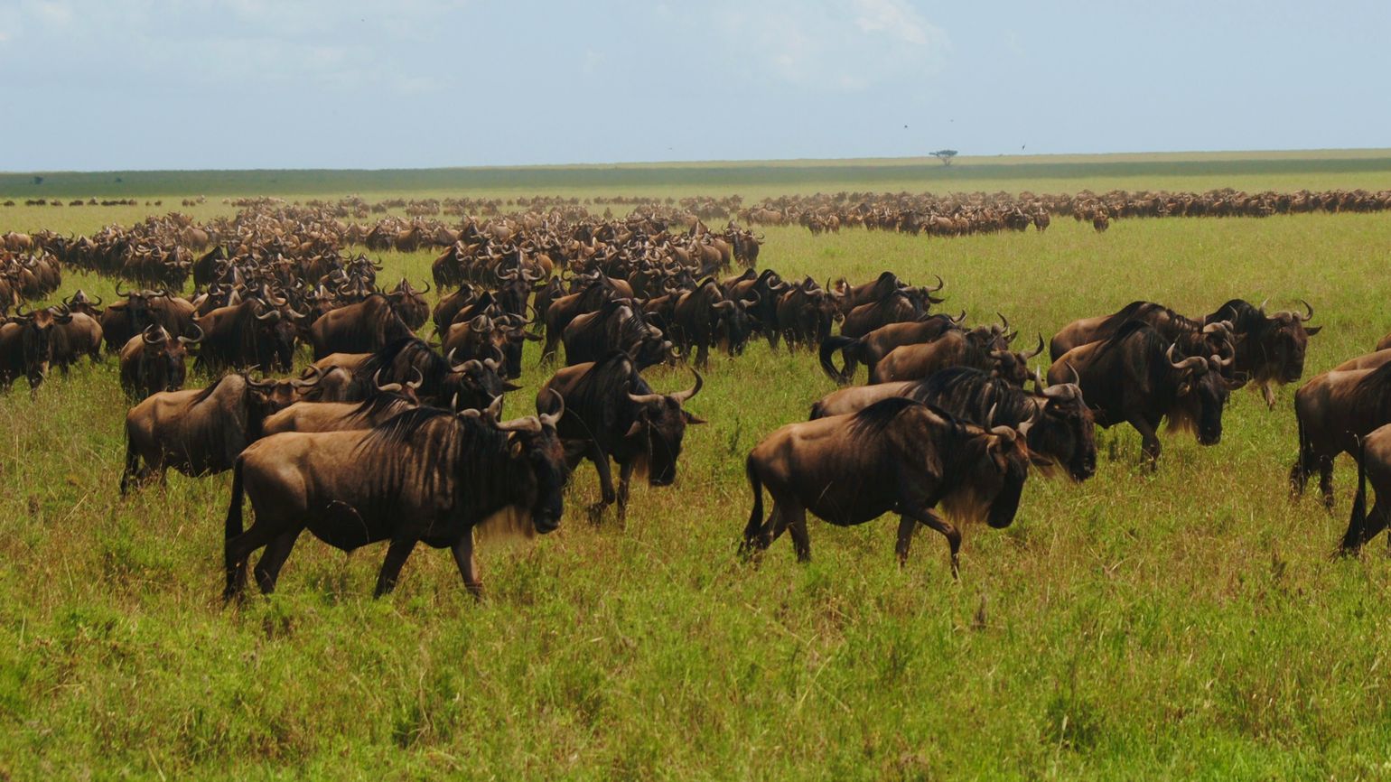 Serengeti national park great migration