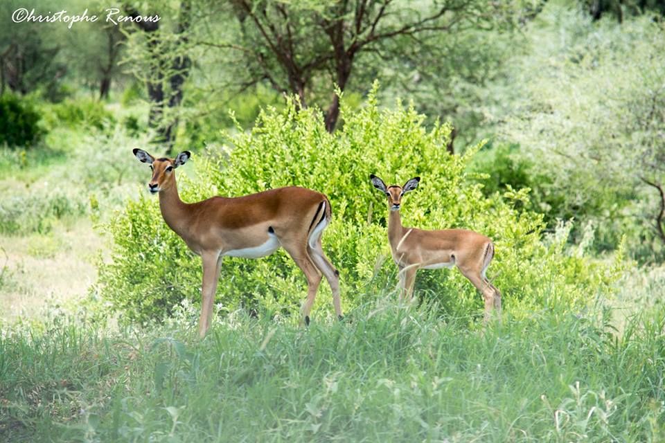 Serengeti national park safari