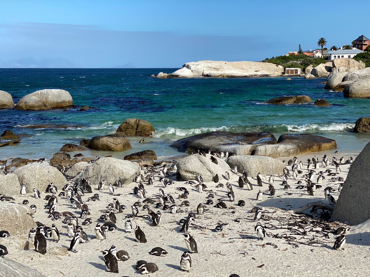 Pinguïnkolonie op Boulders Beach