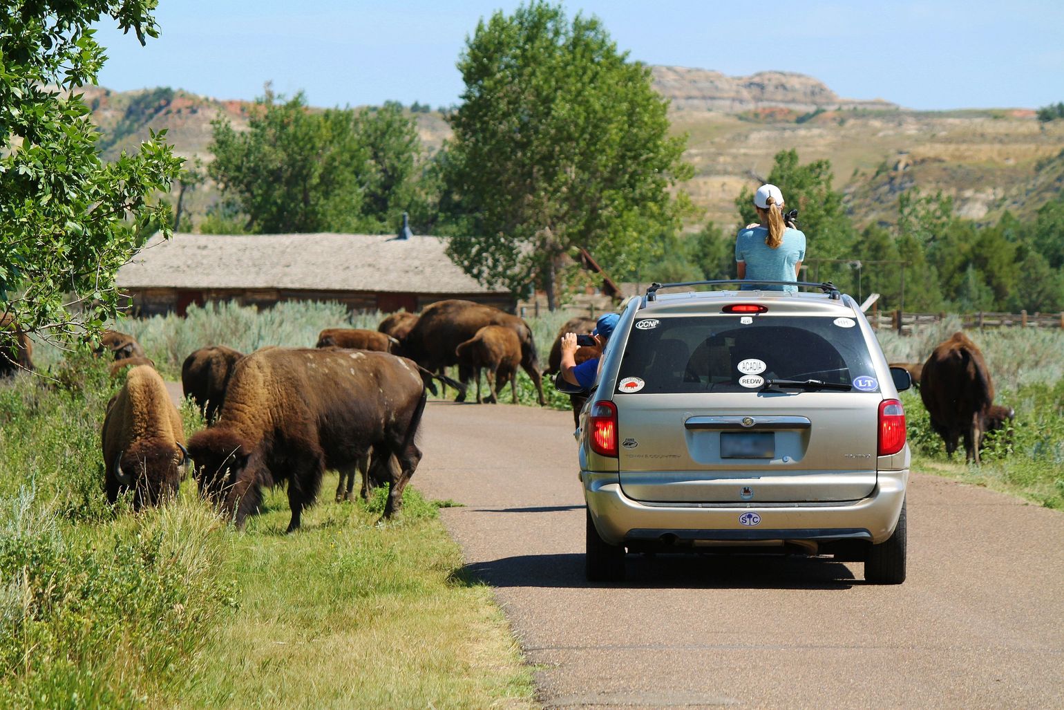 Theodore Roosevelt National Park Bisons