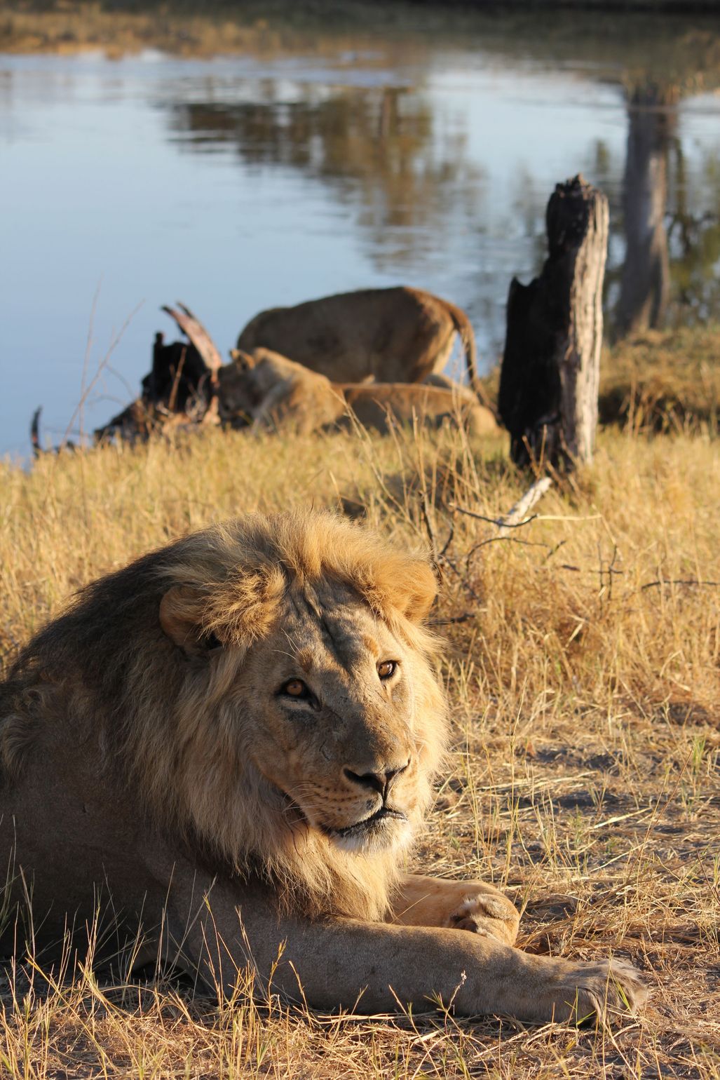 safari Big Five Afrika leeuw Chobe National Park, Botswana