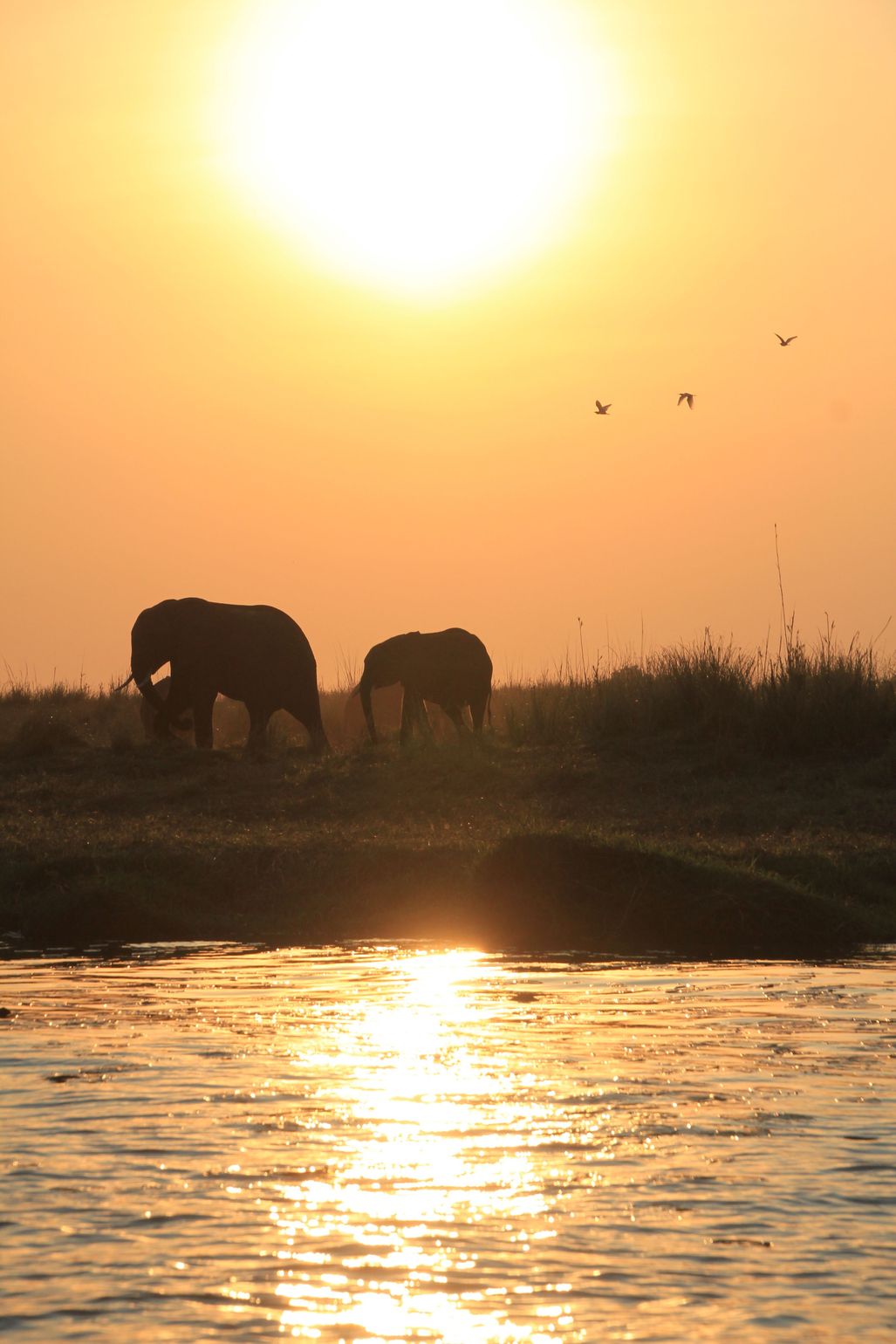 safari Big Five Afrika olifant Chobe National Park, Botswana bootsafari