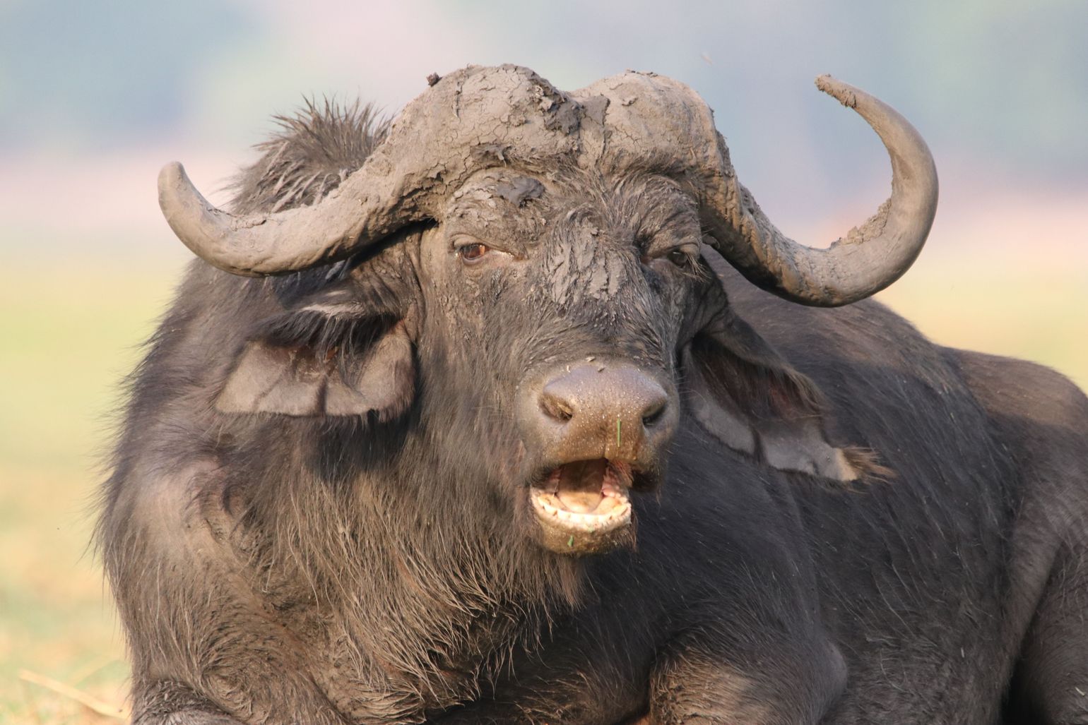 Botswana safari Big Five buffels Afrika Chobe National Park