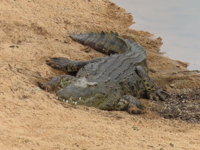 krokodil
