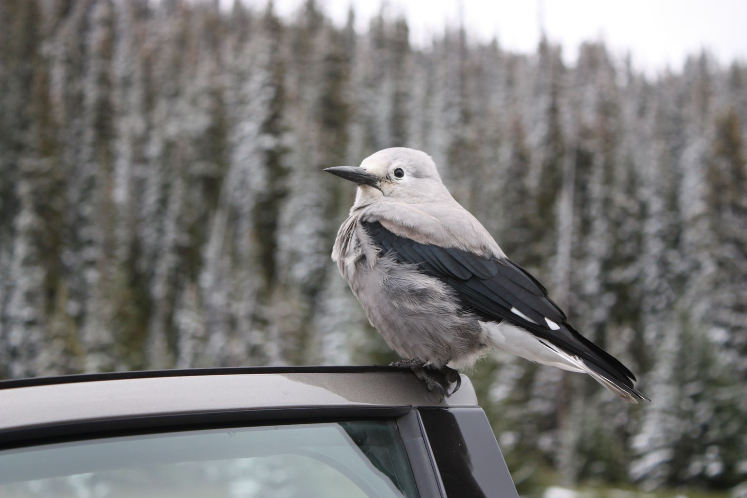 Canada wildlife grijze notenkraker Clark's nutcracker reizen