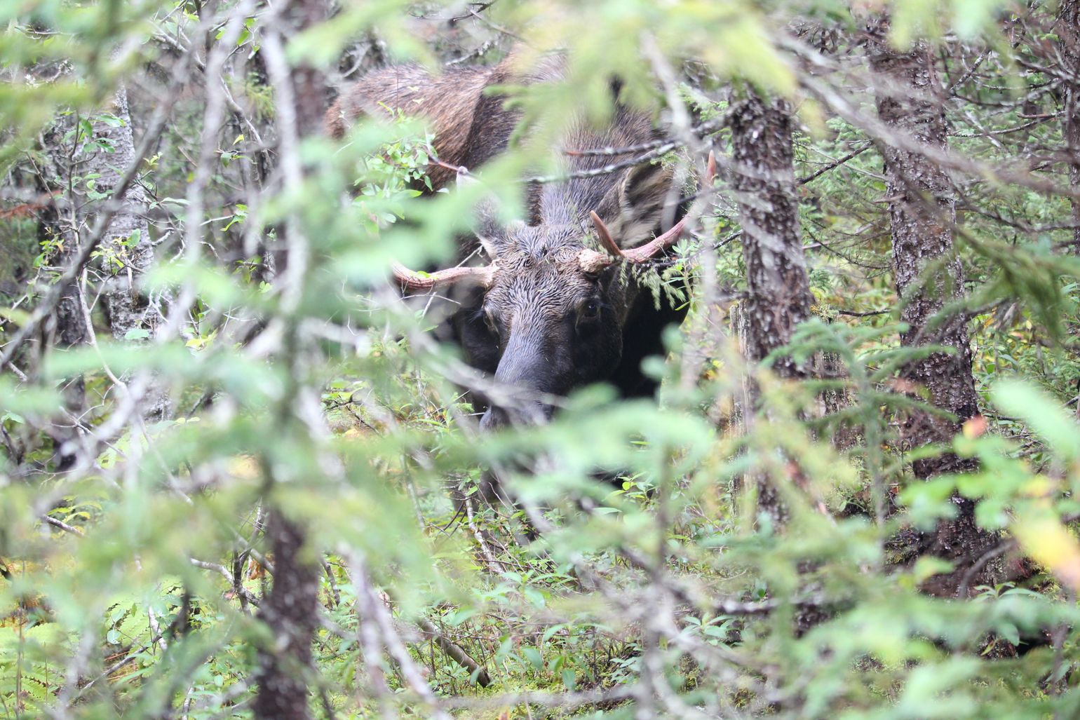 Canada wildlife eland natuur moose
