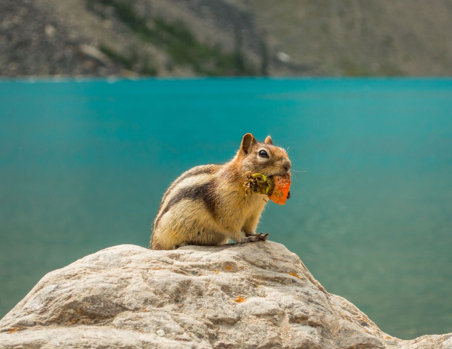 Canada wildlife chipmunk Lake Louise