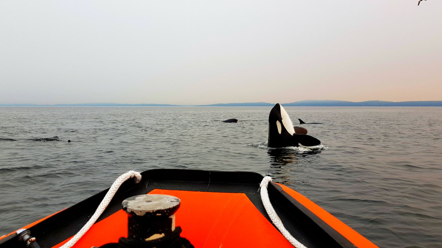 Canada wildlife killer whale natuur orka orca