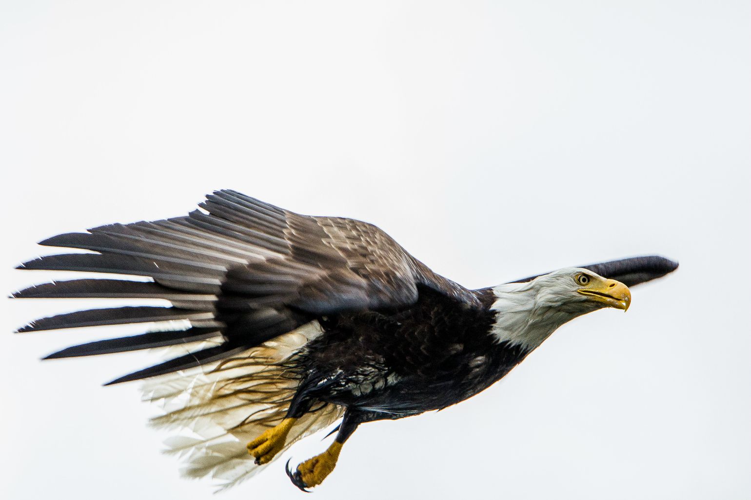 Canada wildlife arend Prince Rupert natuur fauna