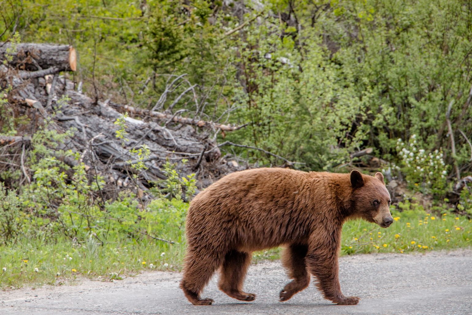 Canada wildlife beer dieren Wateron Lakes National Park