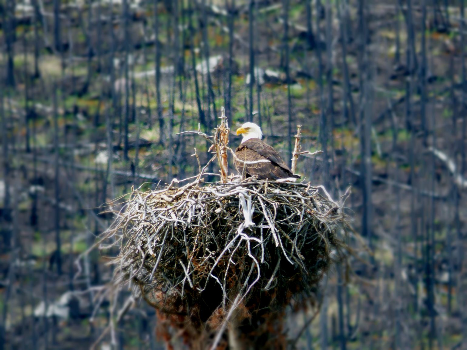 Canada wildlife arend fauna natuur reis