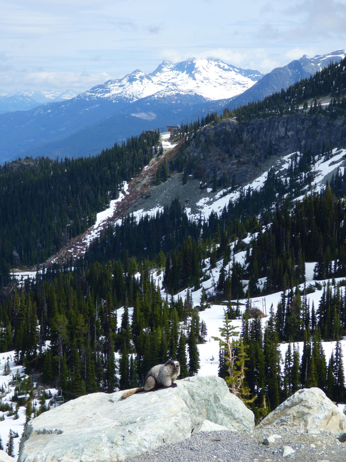 Canada wildlife marmot natuur fauna 