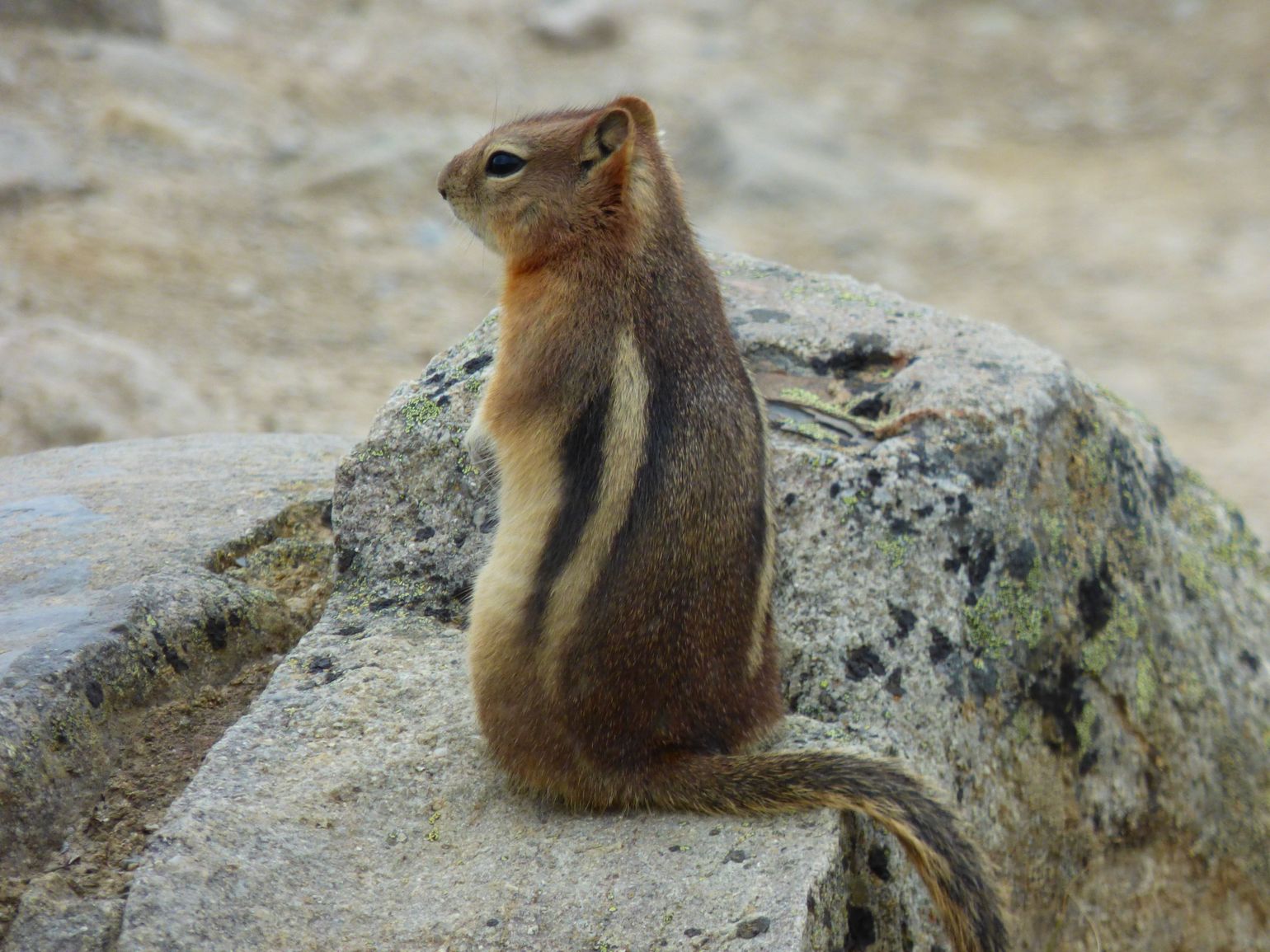 Canada eekhoorn wildlife natuur chipmunk
