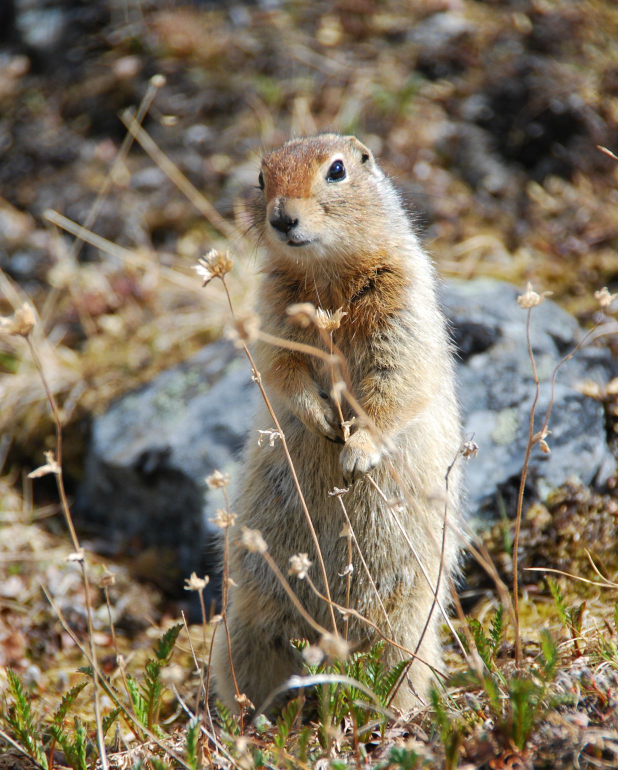 Canada wildlife beer