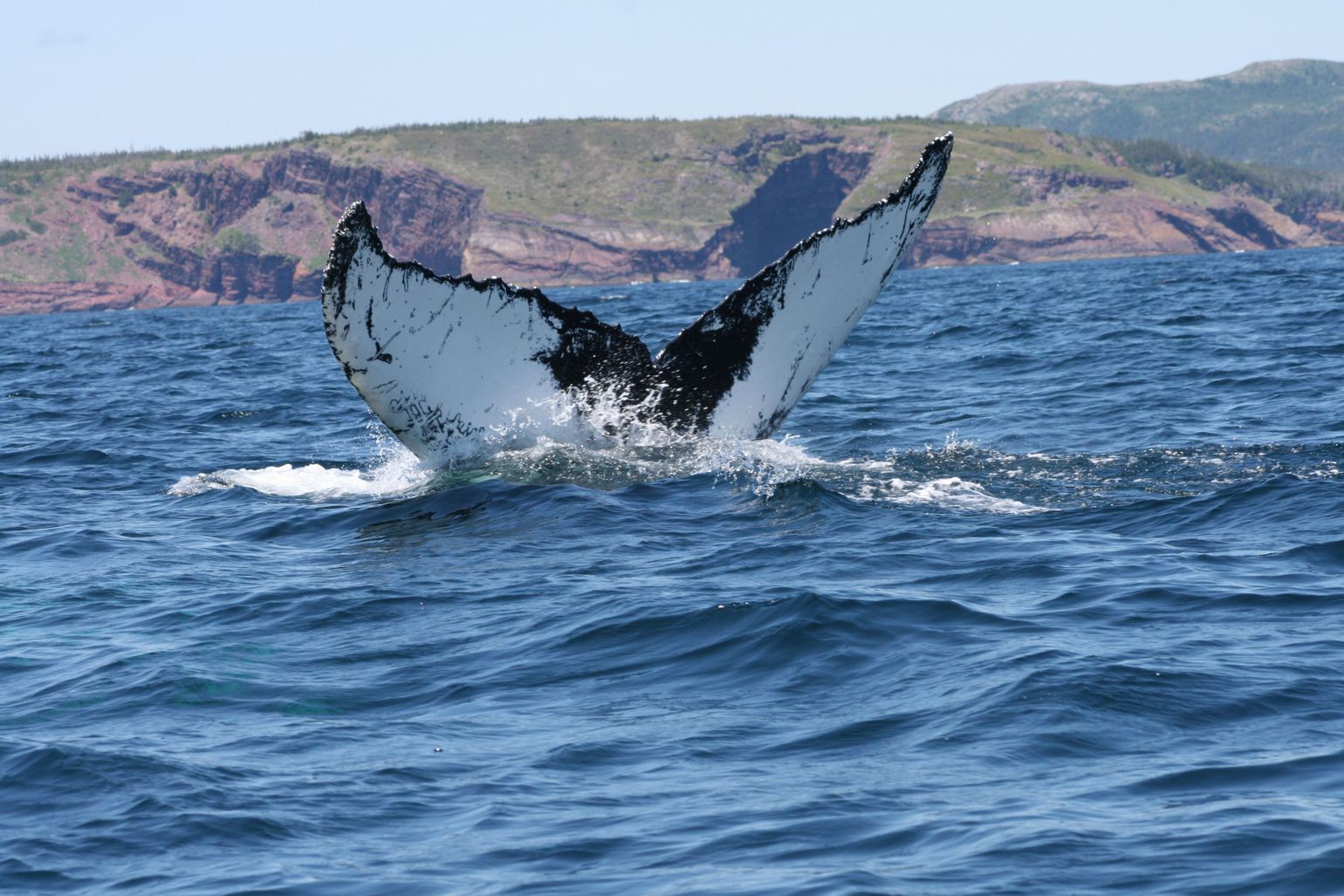 Canada wildlife whale walvis natuur fauna reis spotten