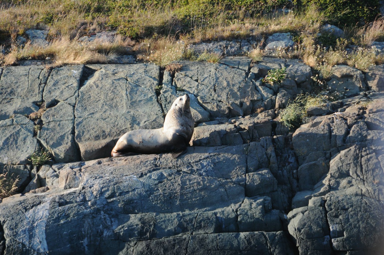 Canada wildlife zeehond natuur fauna reis