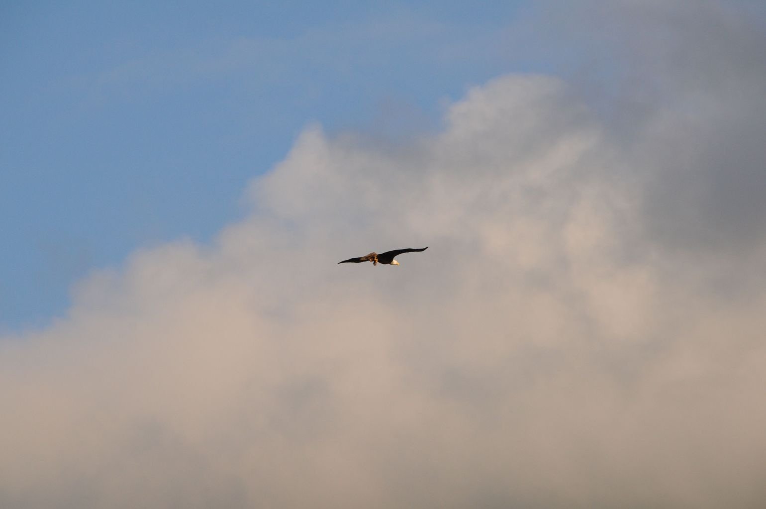 Canada wildlife arend fauna natuur reis