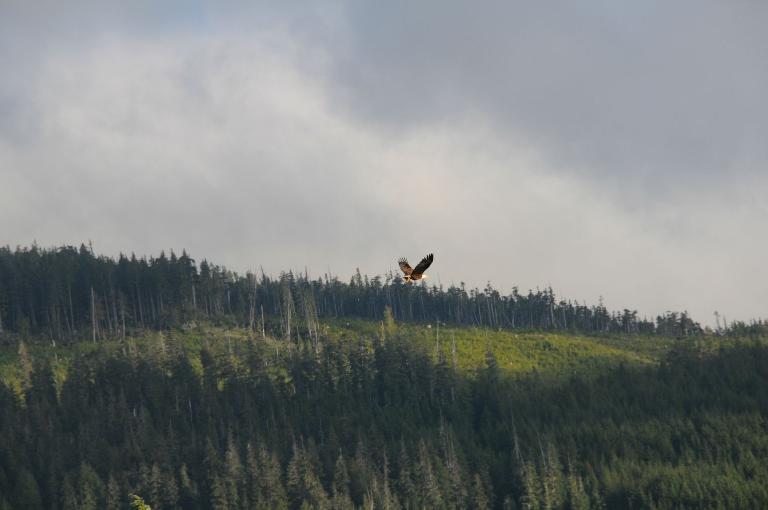Canada wildlife arend fauna natuur reis