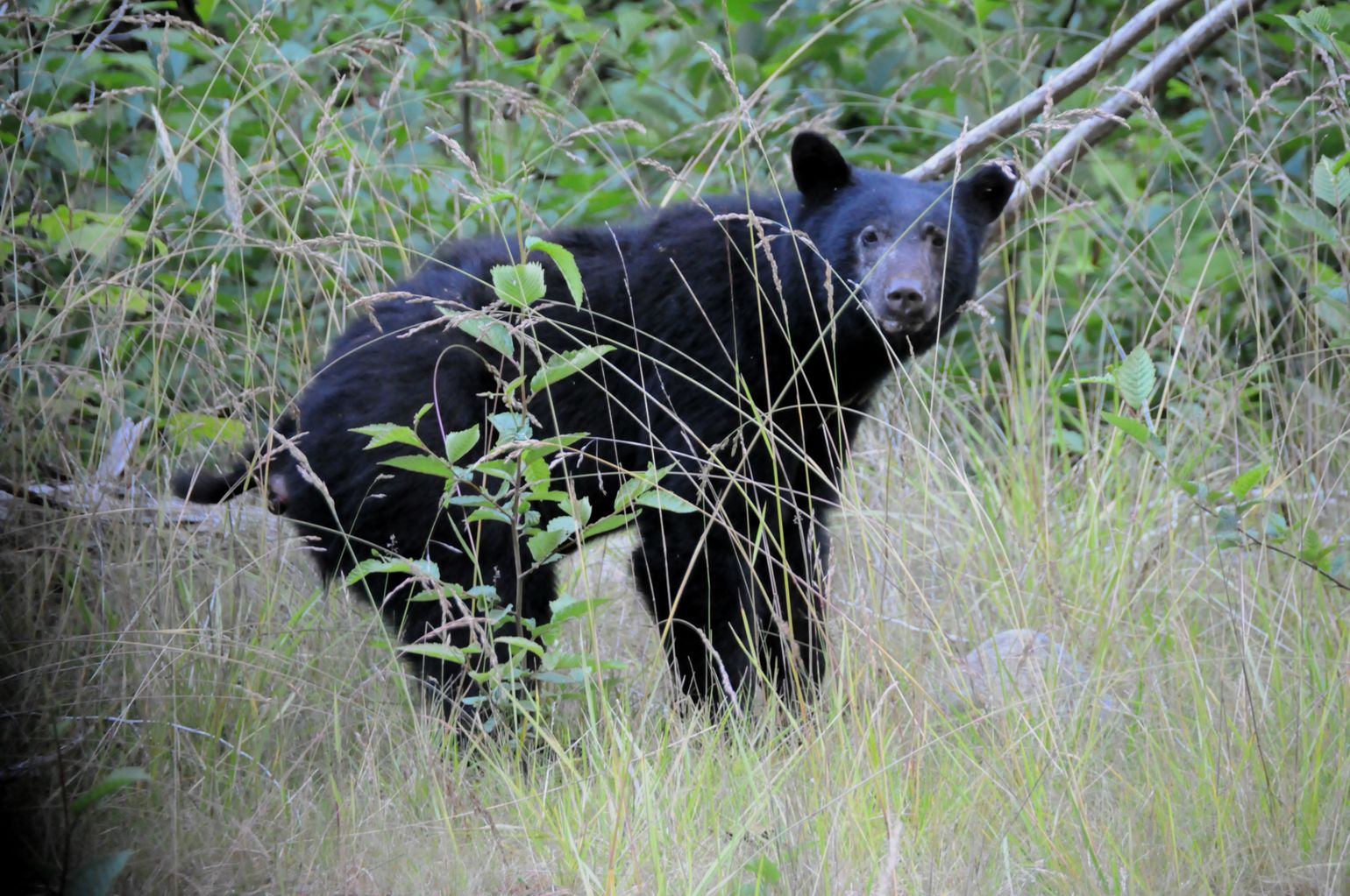 Canada wildlife beer dieren fauna