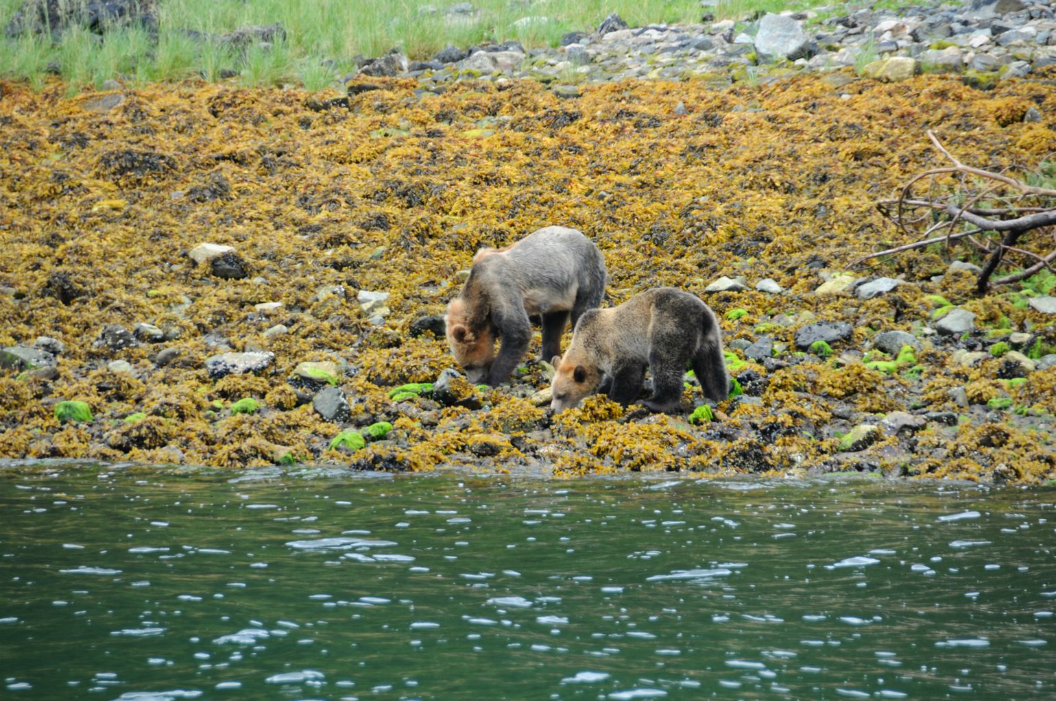 Canada wildlife beer natuur