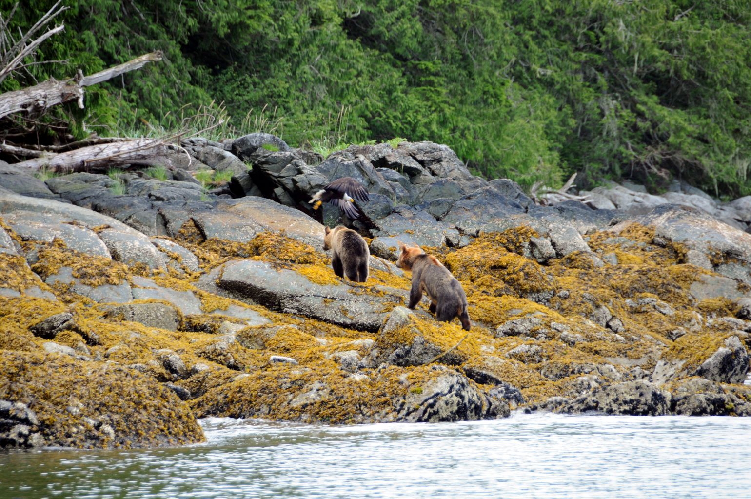 Canada wildlife beer arend dieren fauna 
