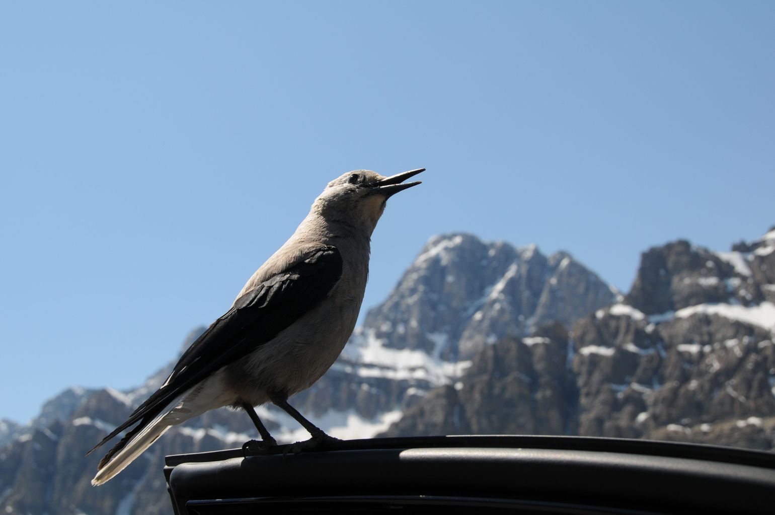 Canada wildlife grijze notenkraker Clark&#039;s nutcracker reizen 