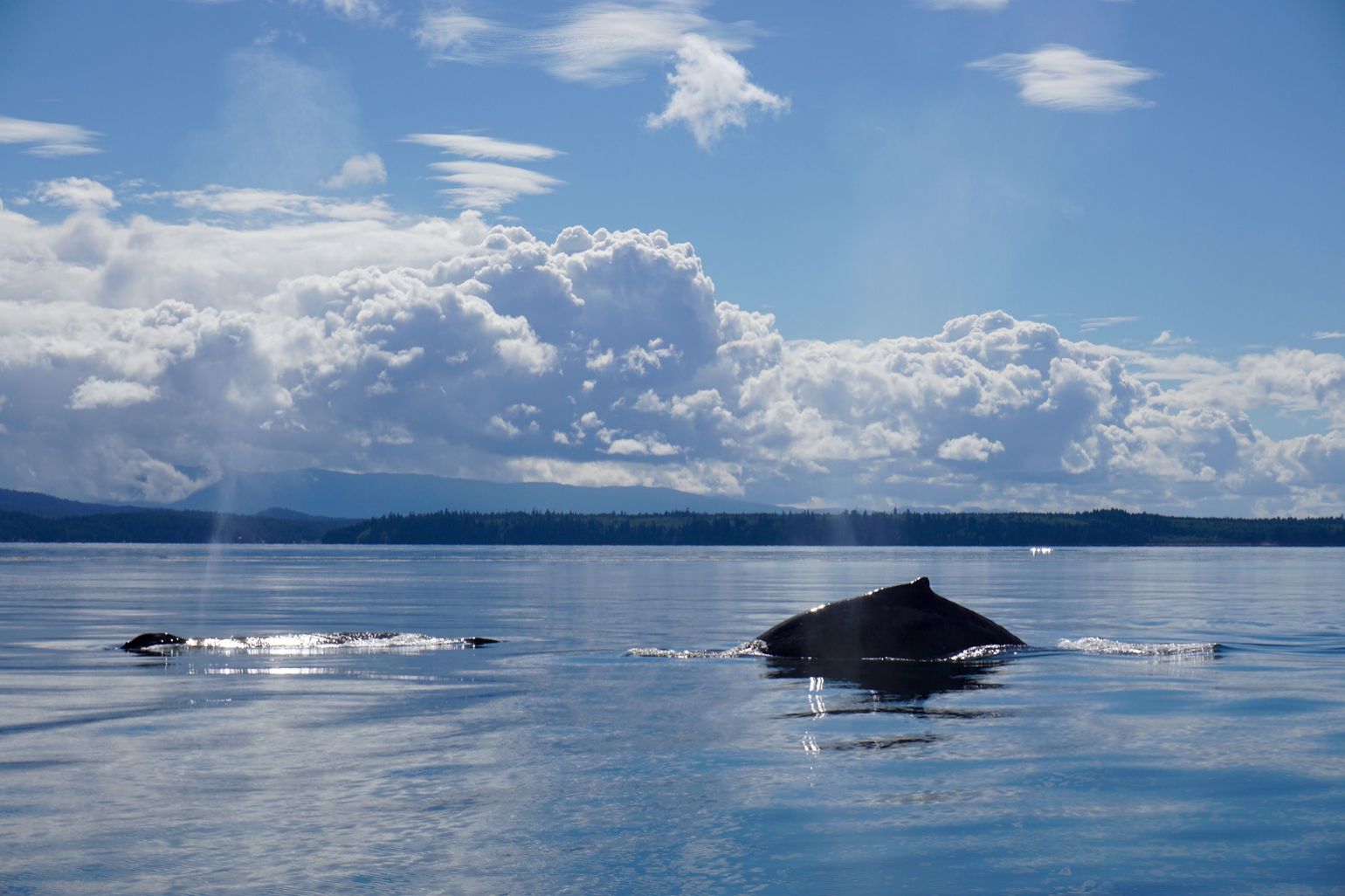 Walvissen spotten in Canada