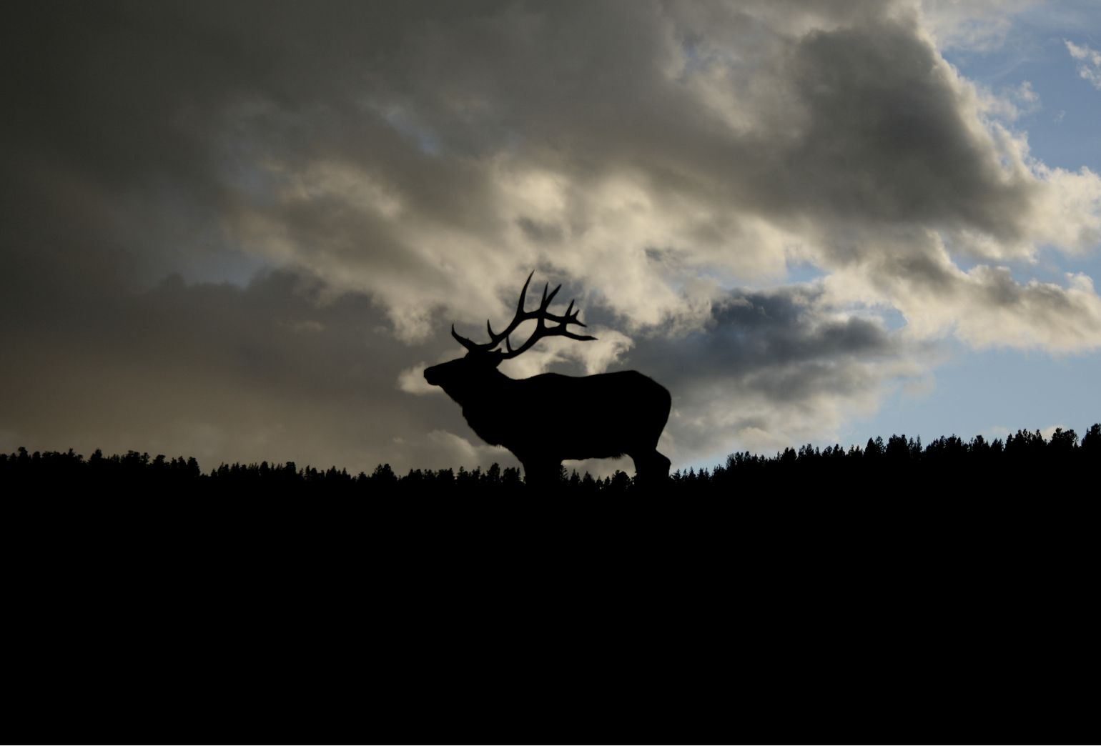 Canada wildlife rendier natuur reindeer dieren fauna reis