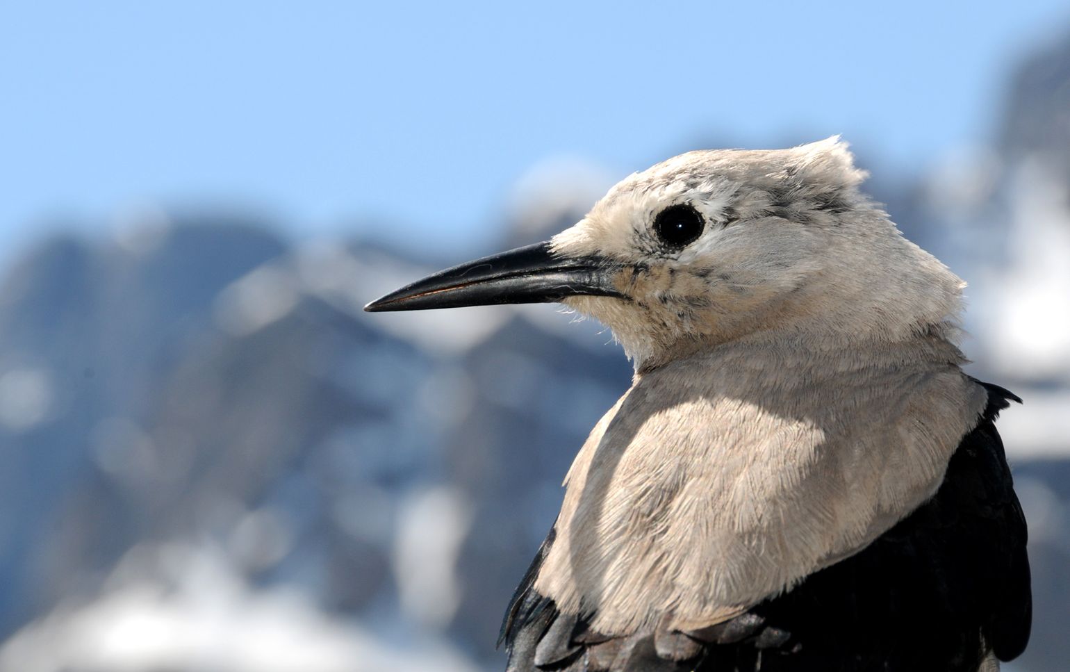 Canada wildlife grijze notenkraker Clark's nutcracker reizen