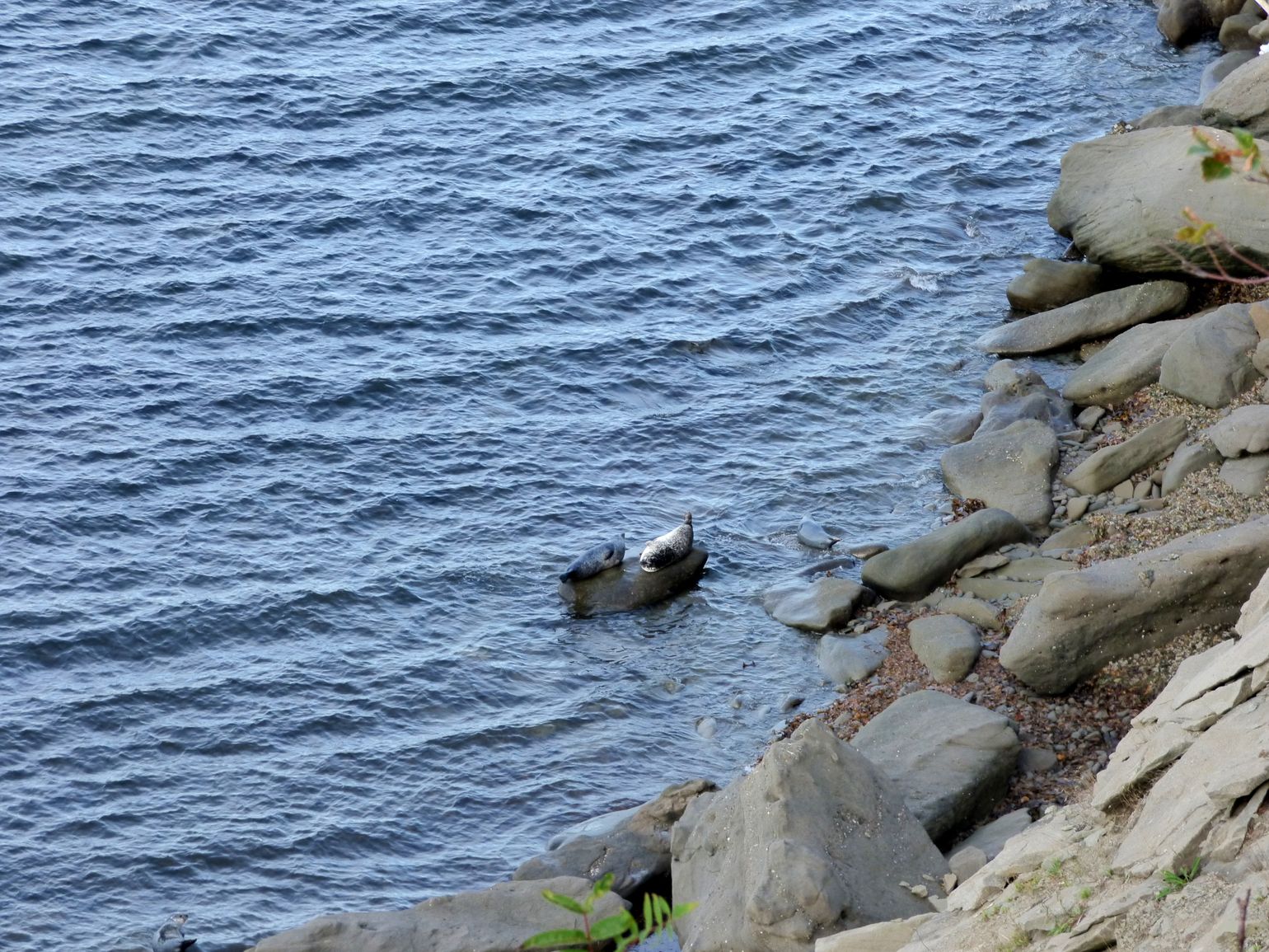 Canada wildlife zeehond natuur fauna reis