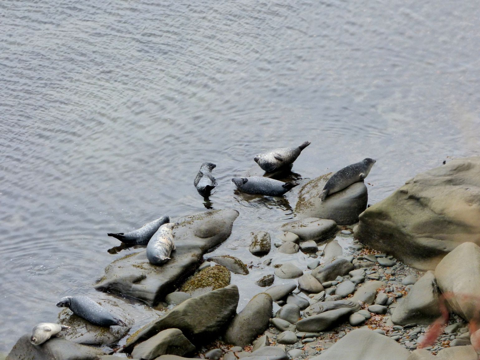 Canada wildlife zeehond natuur fauna reis