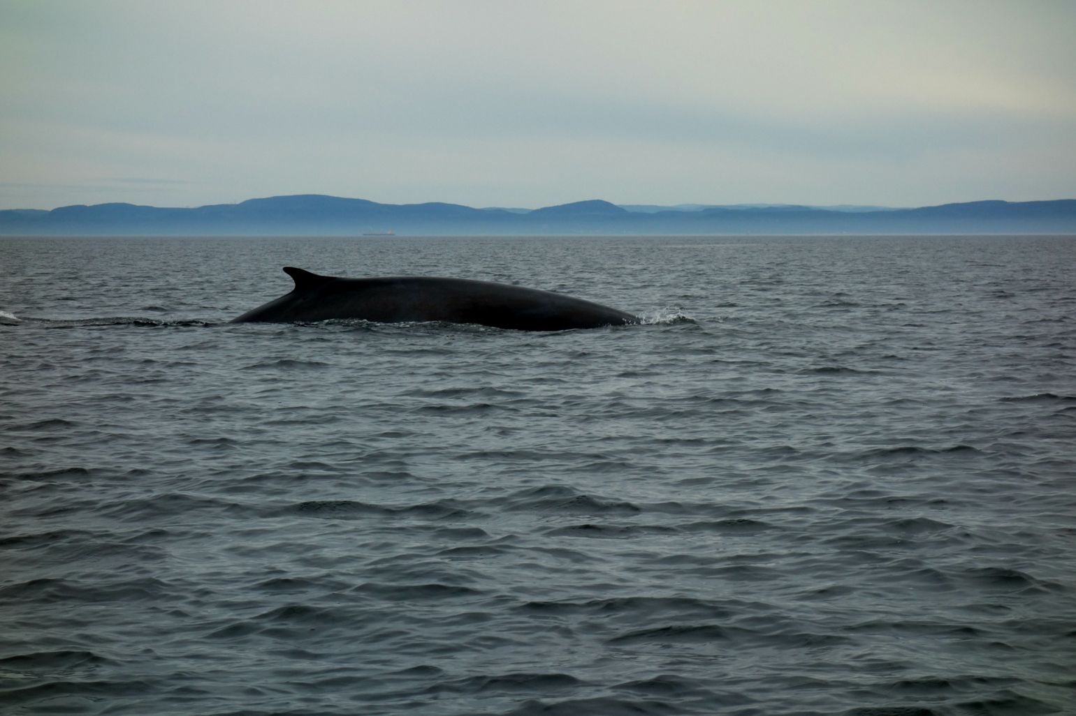 Canada wildlife dwergvinvis natuur fauna reis spotten