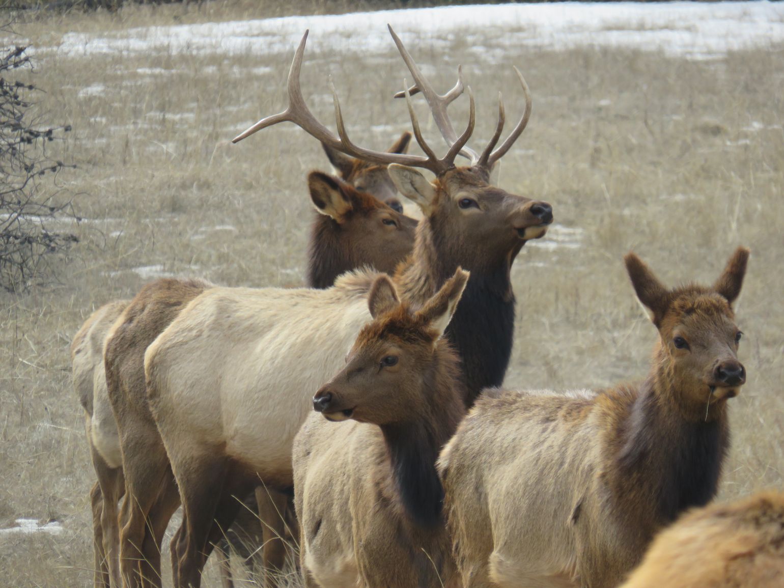 Elanden spotten in Canada