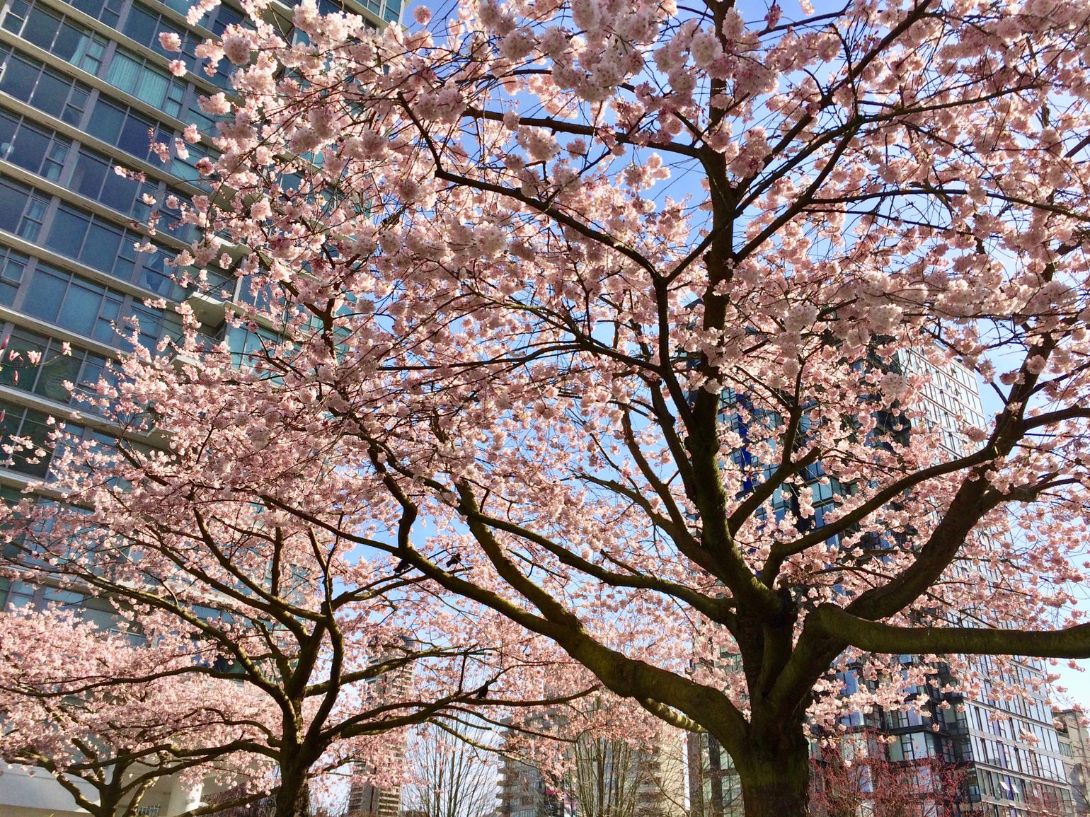 Kersenbloesems in Canada