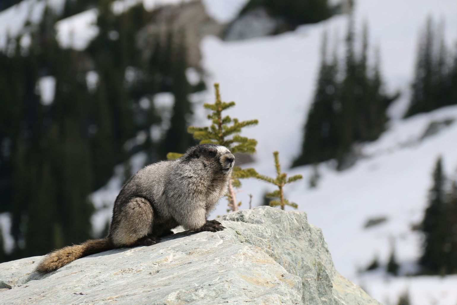 Canada wildlife marmot natuur fauna roadtrip