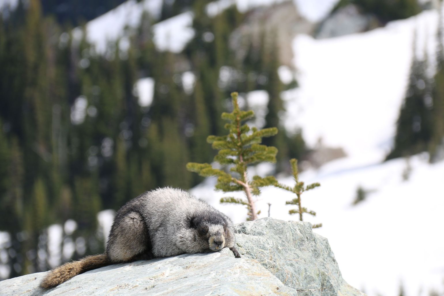 Canada wildlife marmot natuur fauna dieren