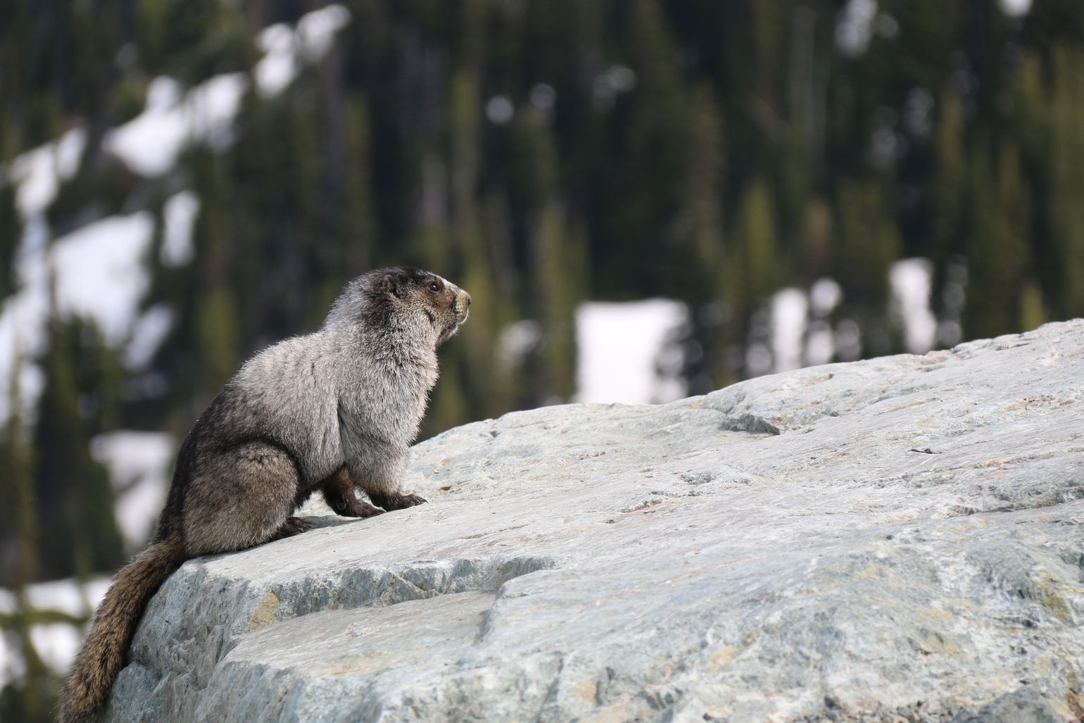 Canada wildlife marmot natuur fauna reis
