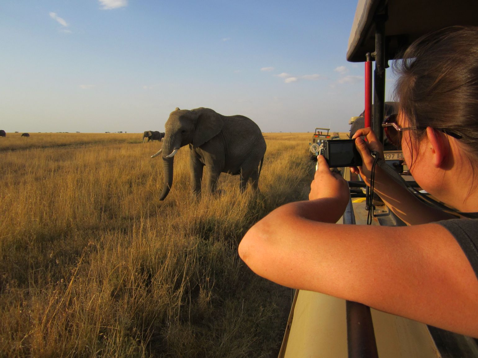 Serengeti national park safari