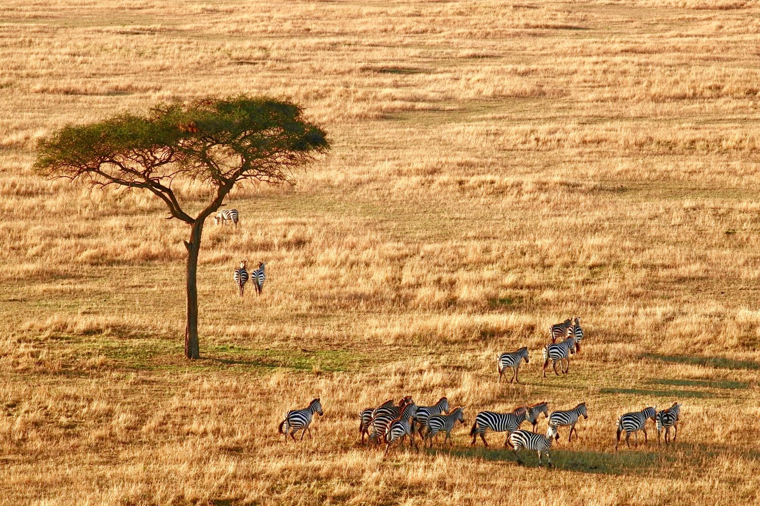 Serengeti national park safari
