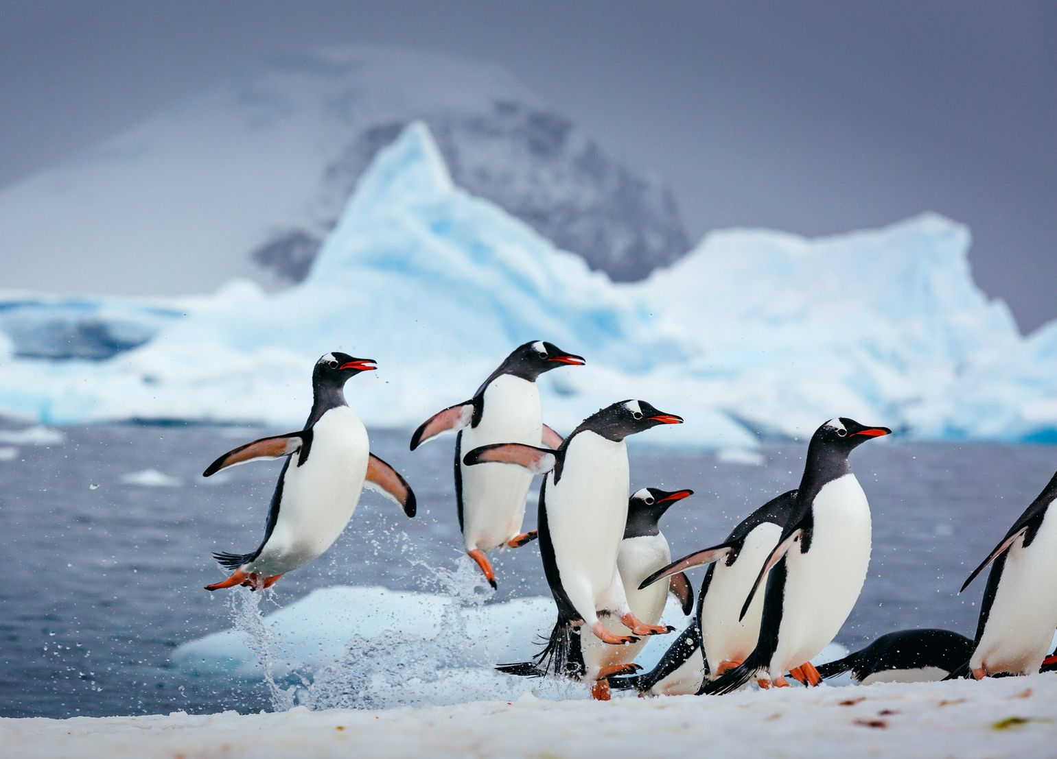 Op expeditie naar de Zuidpool (Antarctica) met Quark Expeditions