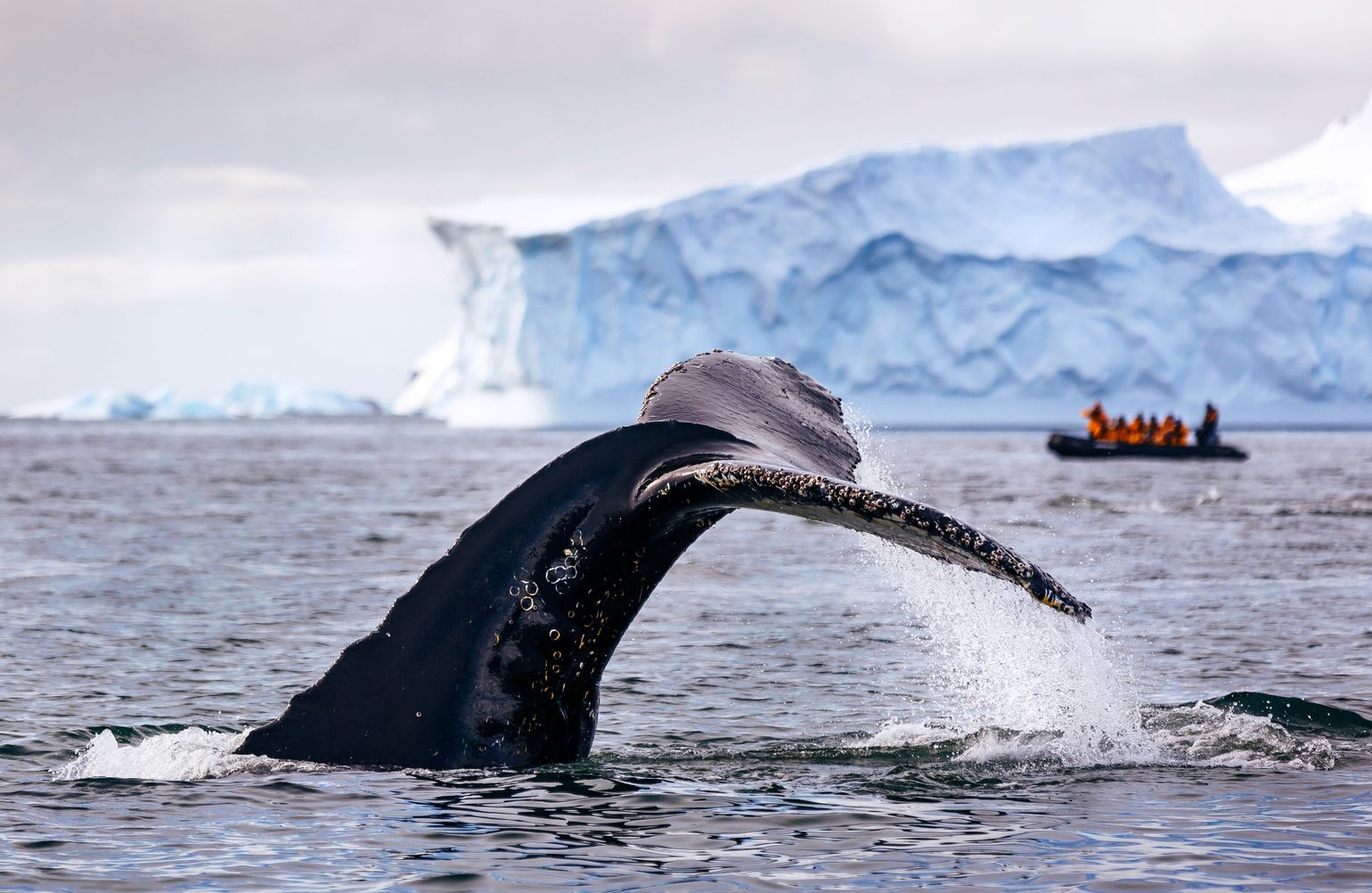 Op expeditie naar de Zuidpool (Antarctica) met Quark Expeditions